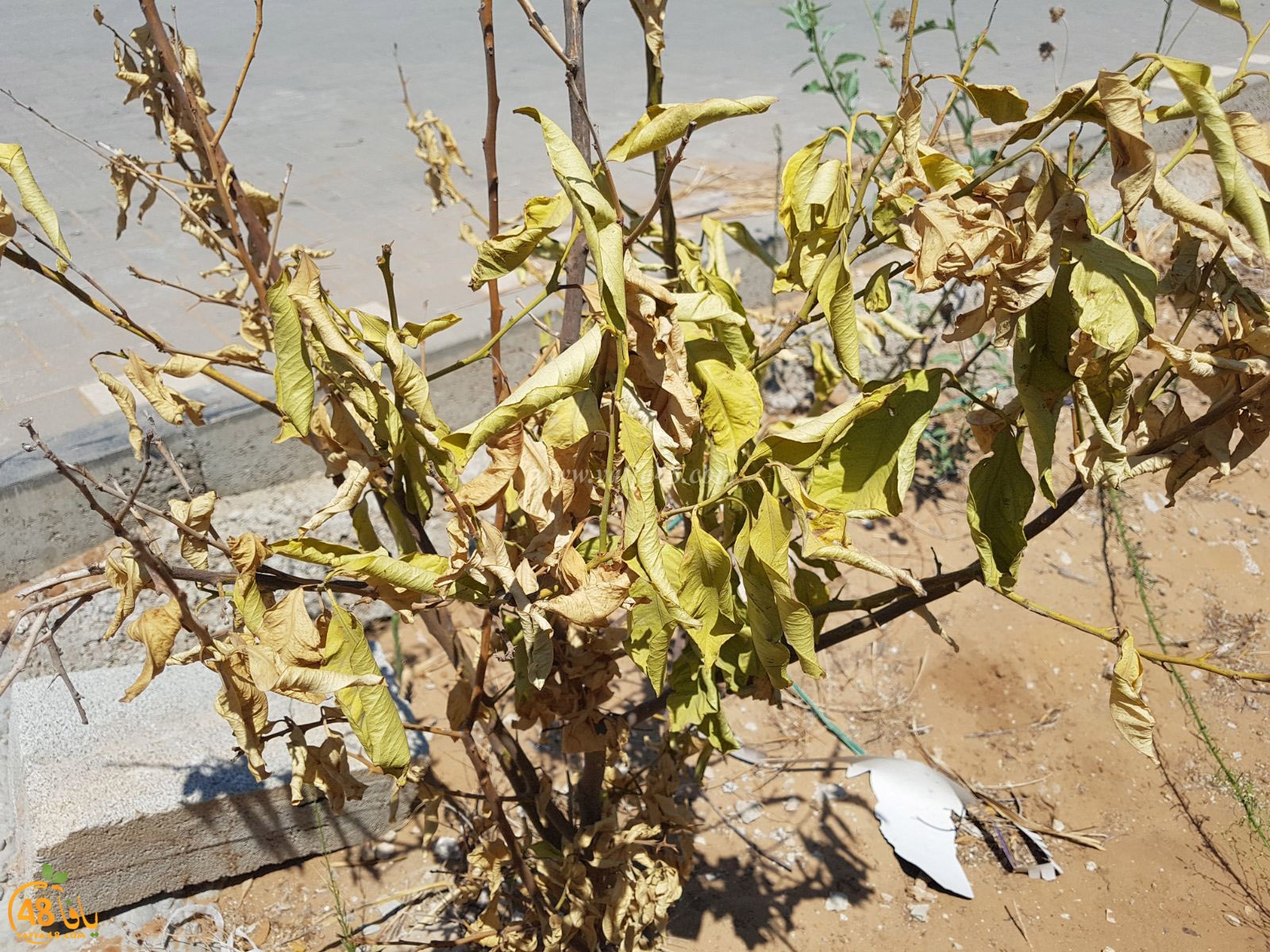 tasoo trees je (1).jpg